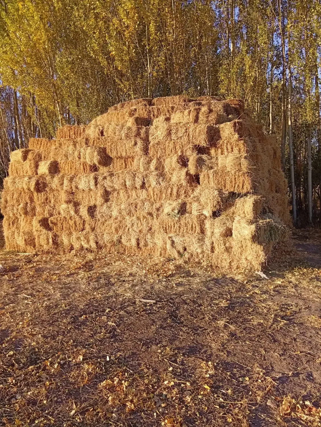 فروش علف|حیوانات مزرعه|سراب, |دیوار