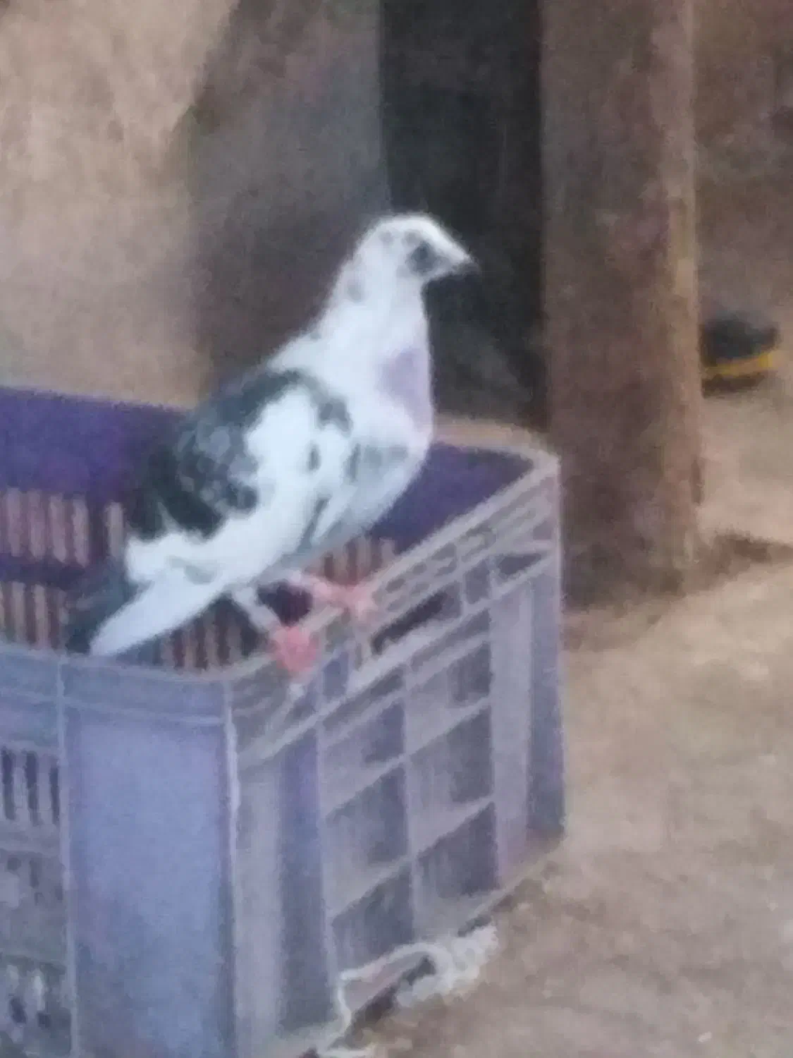 کبوتر|پرنده|کوچصفهان, |دیوار