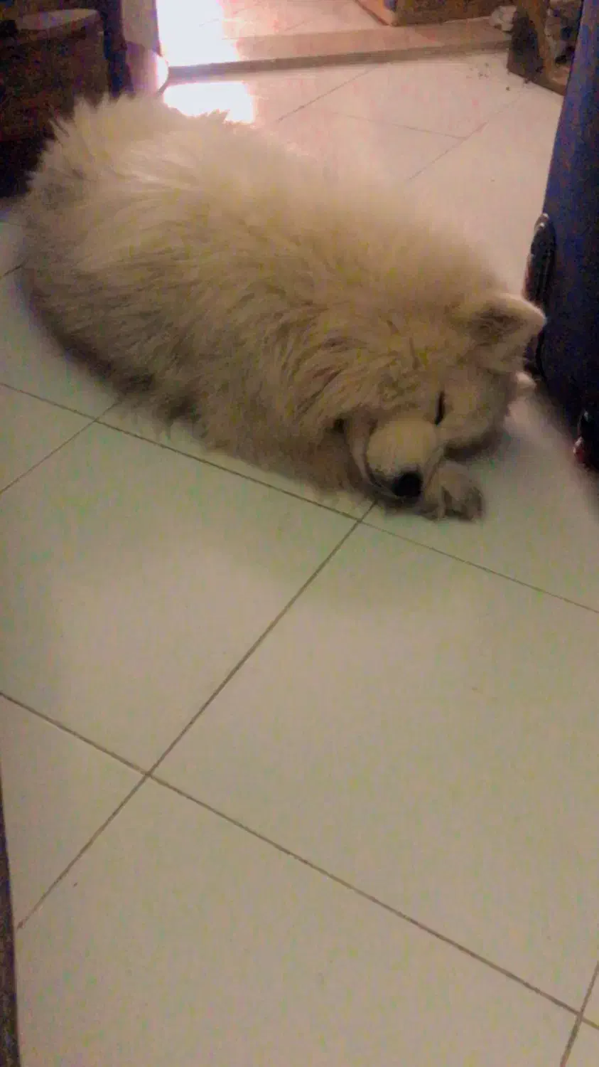 سامویید ماده فحل|سگ|کرج, فاز ۲ مهرشهر|دیوار