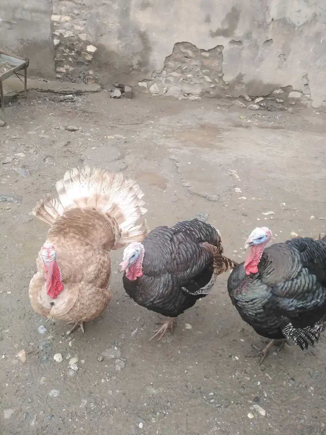 قلی خومالی|حیوانات مزرعه|پیرانشهر, |دیوار