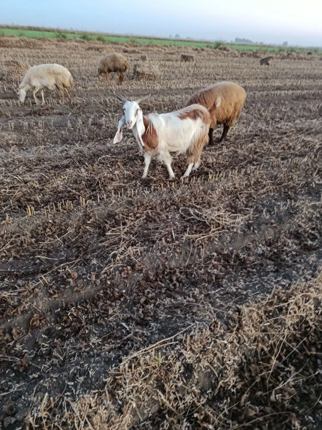 بز دودمان دوماه هس تکه خورده|حیوانات مزرعه|پارسآباد, |دیوار