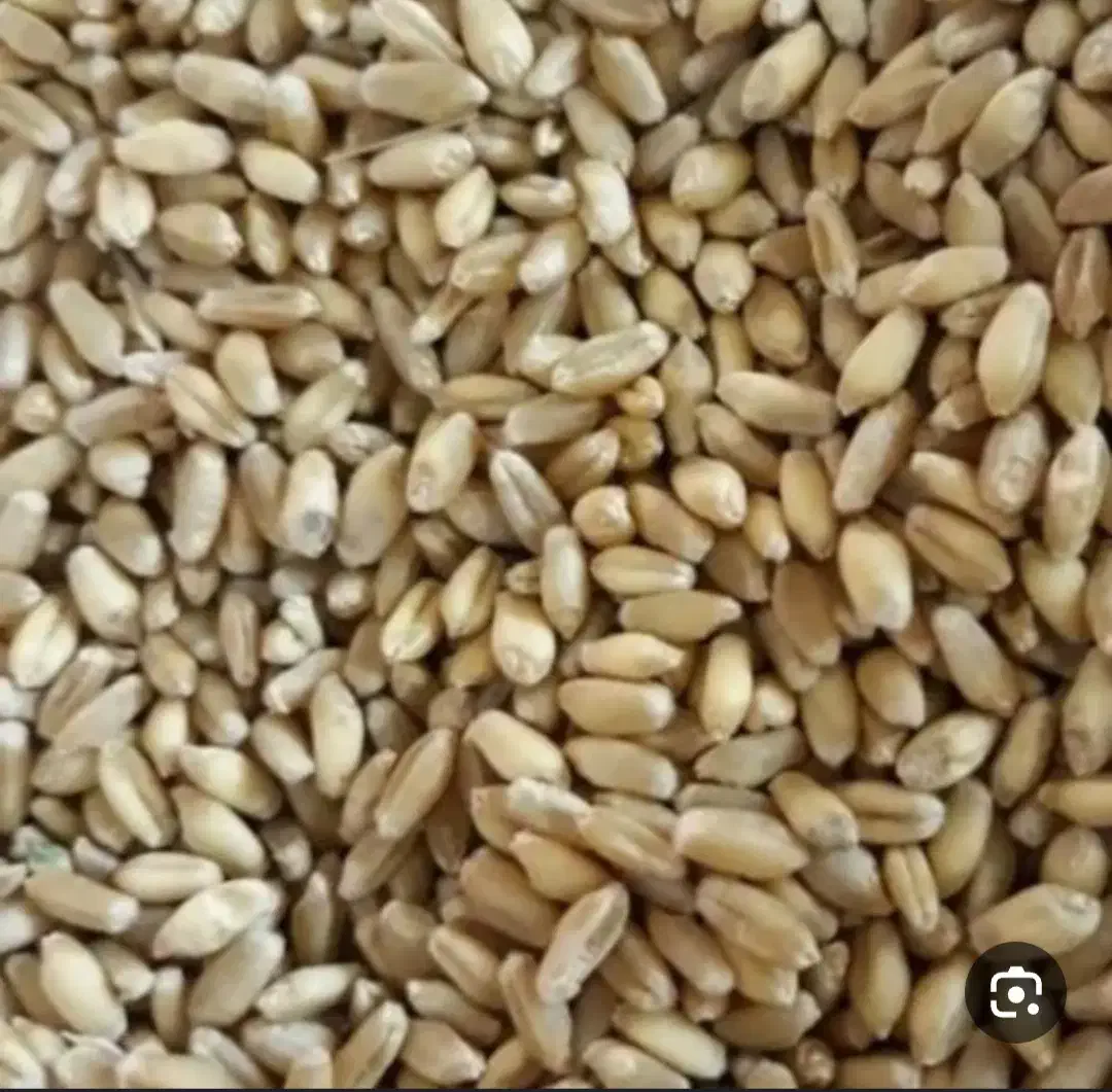 گندم بوجاری شده پیشگام|عمده‌فروشی|همدان, |دیوار