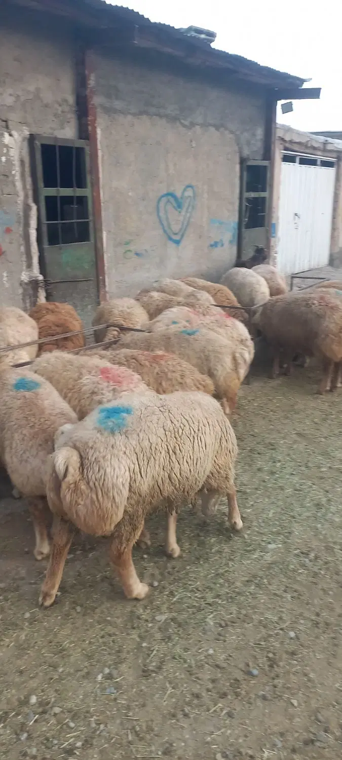 بره مغان|حیوانات مزرعه|شهریار, شهرک مصطفی خمینی|دیوار