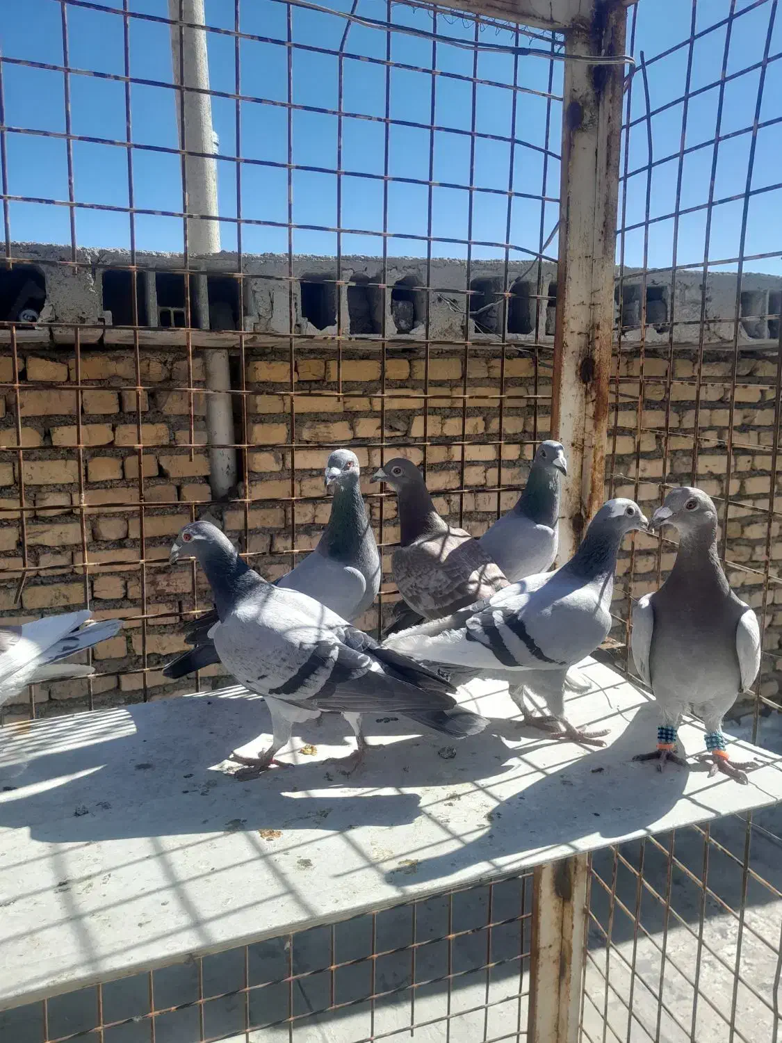 دسته پلاکی|پرنده|شیراز, کوشک میدان|دیوار