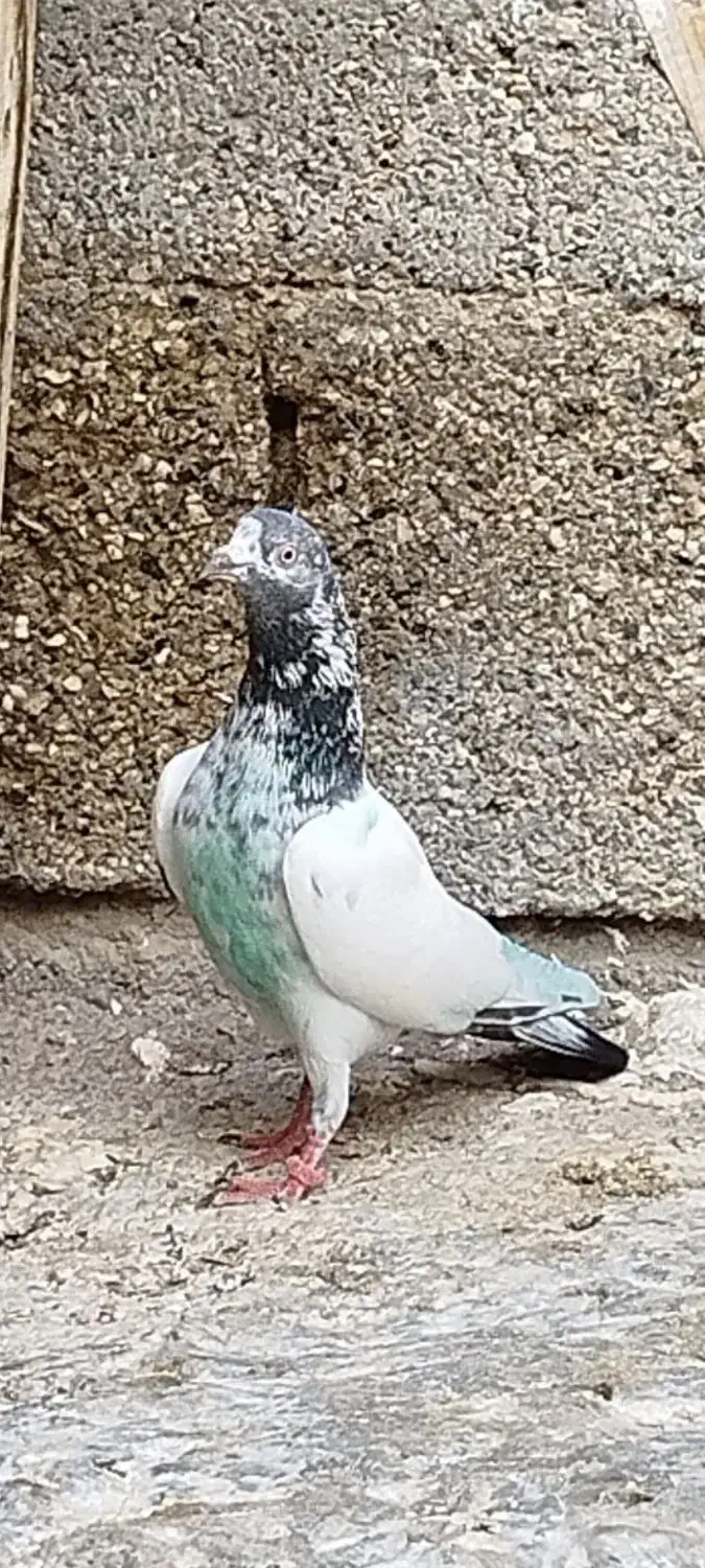 کبوتر پاکستانی|پرنده|خورموج, |دیوار