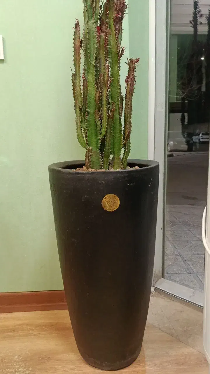 گلدان بزرگ کاکتوس درجه یک|گل و گیاه طبیعی|مشهد, دانشجو|دیوار