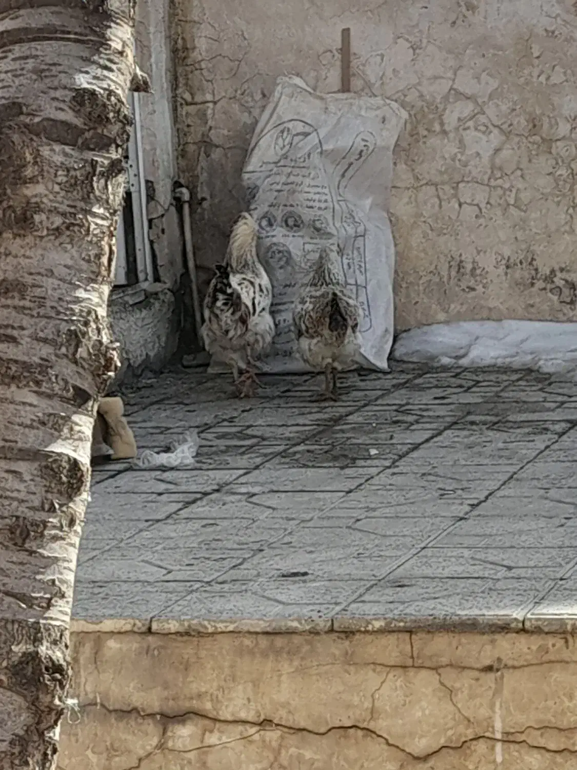 وسایل منزل|لوازم نظافت|اردبیل, |دیوار