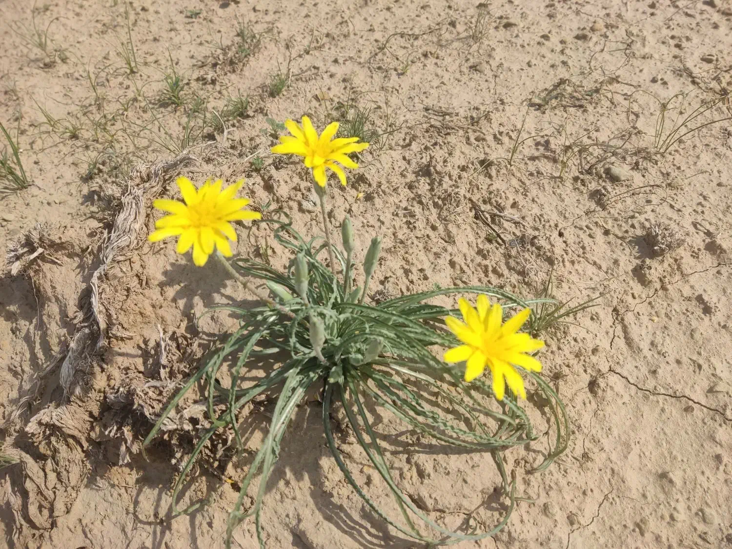 سرایدارمیشم|خدمات نظافت|چالوس, |دیوار