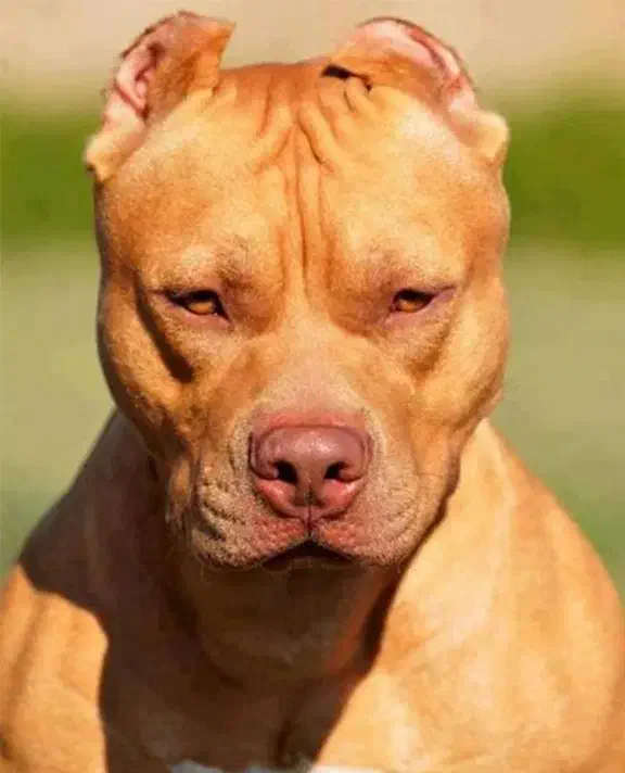 سگ پیدا شده برازجان|حیوانات|برازجان, |دیوار