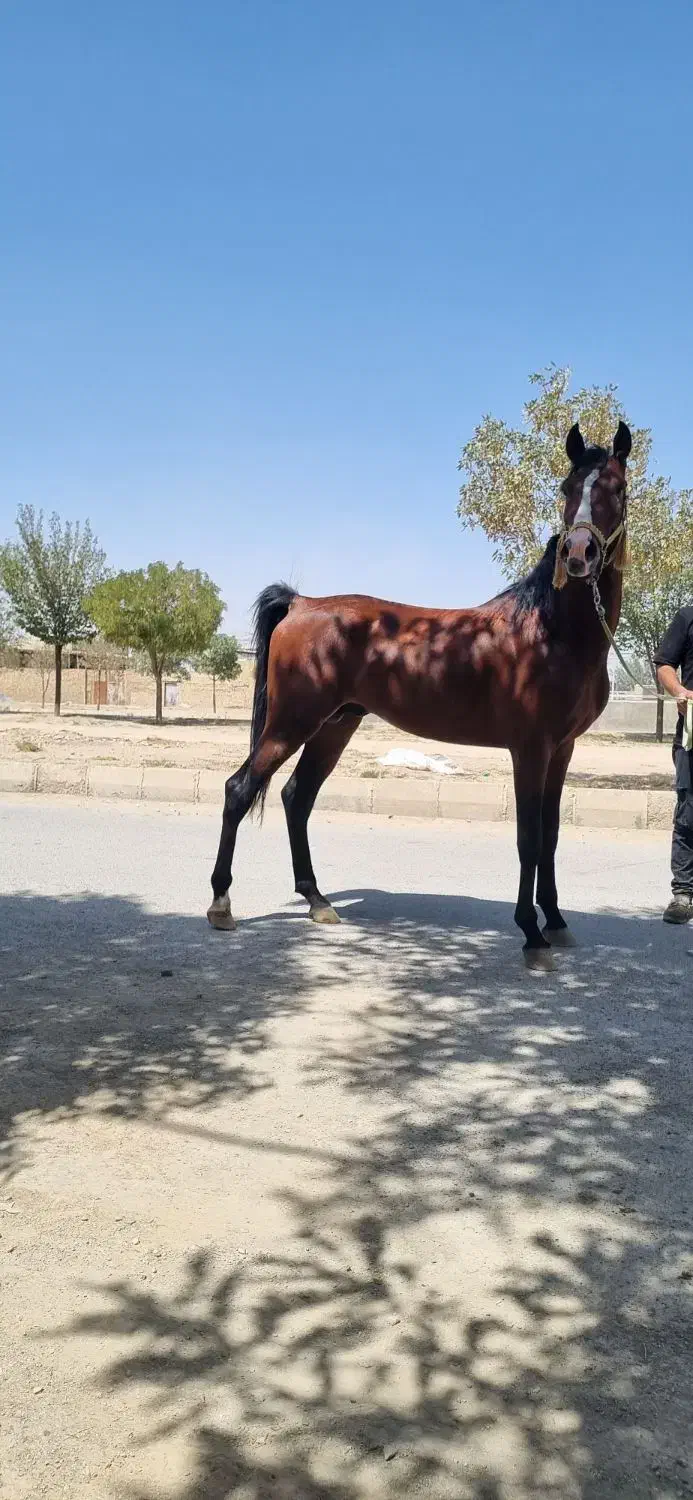 اسب نریان بسیار پرخون|اسب و تجهیزات اسب‌سواری|فامنین, |دیوار