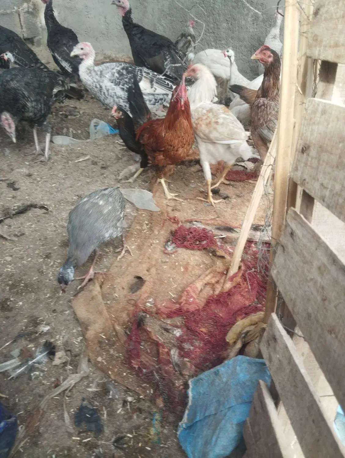 مرغ وبوقلمو|حیوانات مزرعه|ایرانشهر, |دیوار