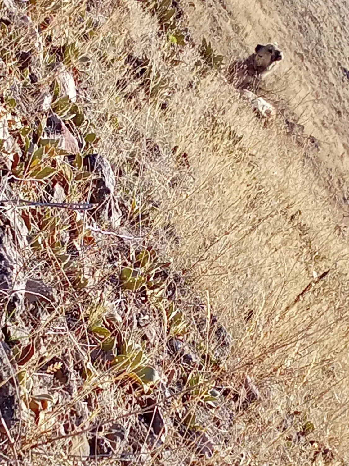 سگ  سرابی|سگ|هوراند, |دیوار