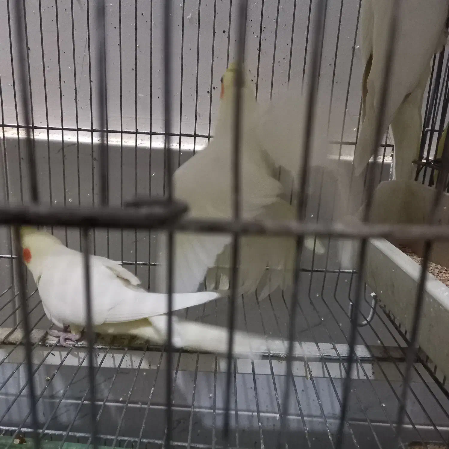 عروس هلندی|پرنده|قم, چهار امامزاده|دیوار