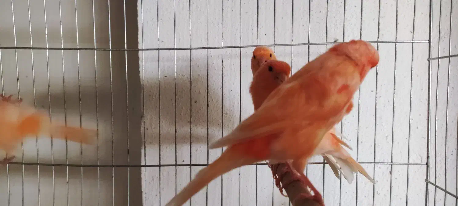 قناری سرخ ردفکتور ماده۲۵۰۰۰۰۰|پرنده|تهران, درب دوم|دیوار