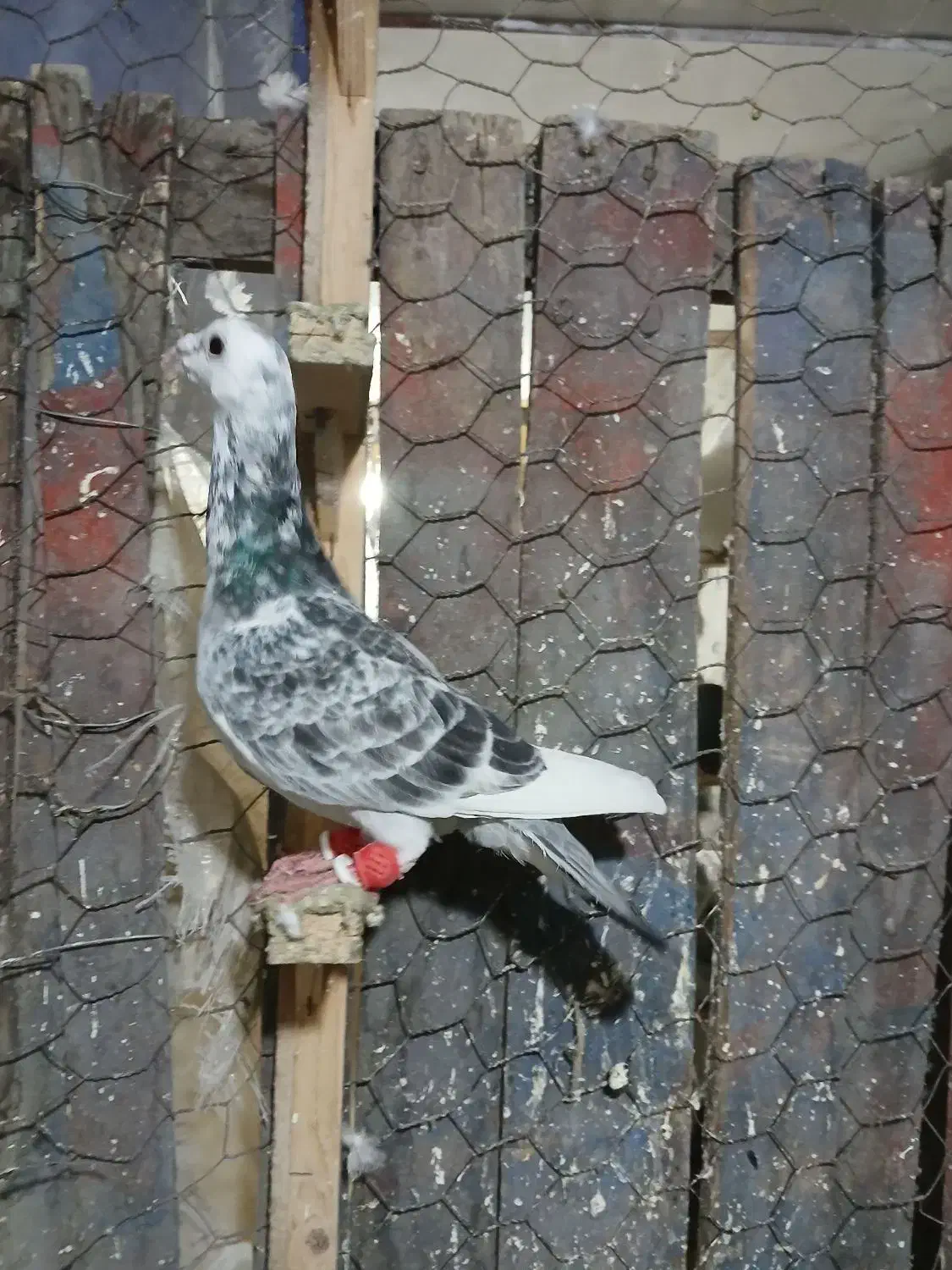 کفتر حراج|حراج|مشهد, ایثار|دیوار