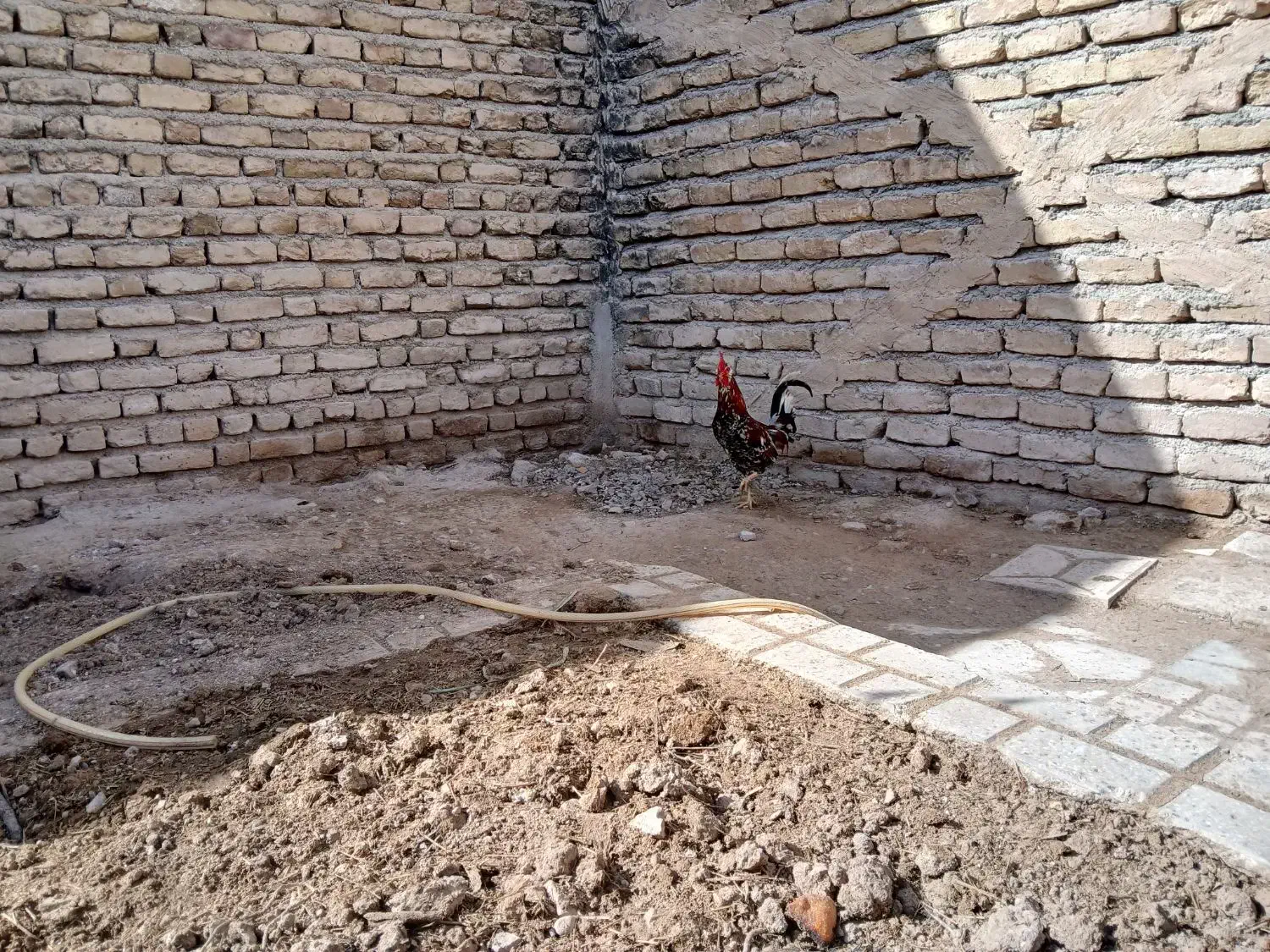 مرغ گلین|حیوانات مزرعه|شیروان (خراسان), |دیوار