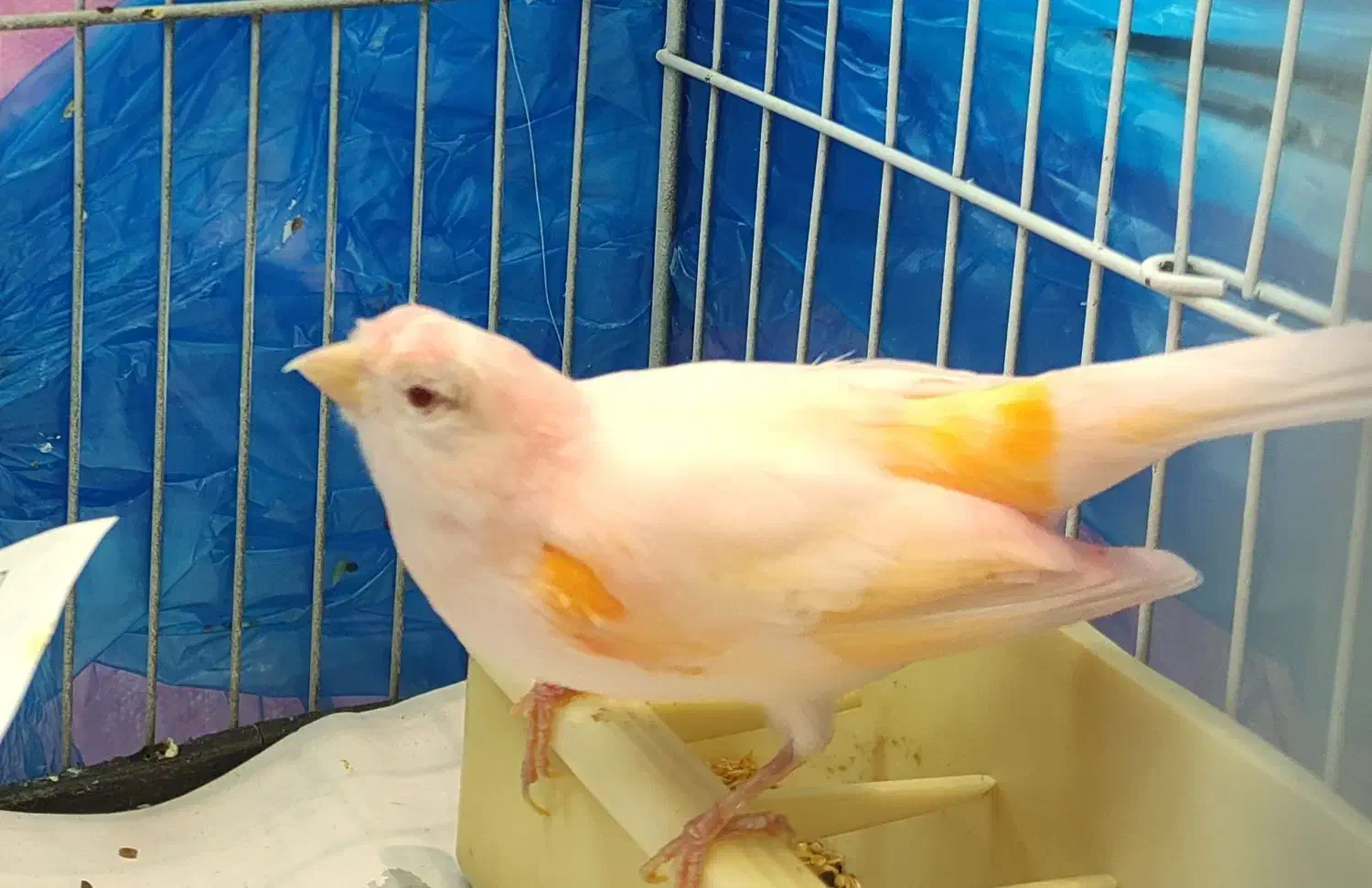 فروش موزایکی نر ریز خون چشم شرابی معاوضه با سهره|پرنده|جویبار, |دیوار