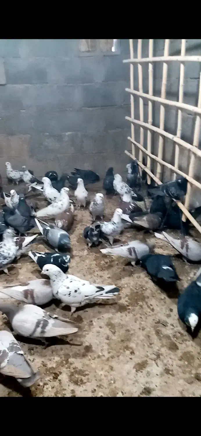 کبوتر|پرنده|سیرجان, |دیوار