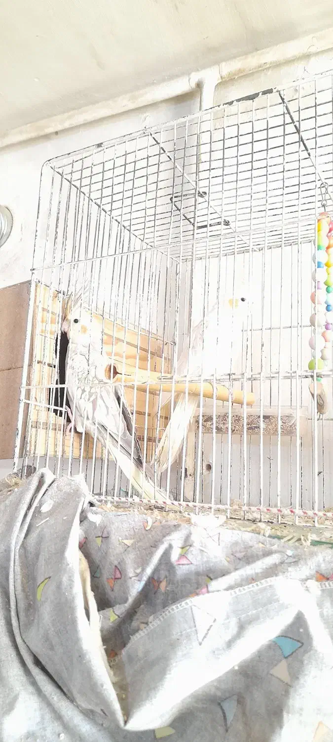 یک جفت عروس هلندی نروماده مولد|پرنده|چهارباغ, |دیوار