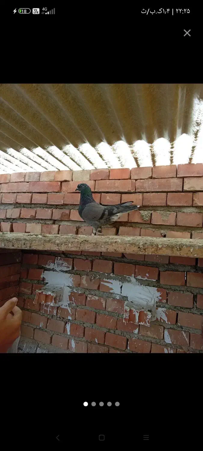 پرنده|پرنده|گنبد کاووس, |دیوار