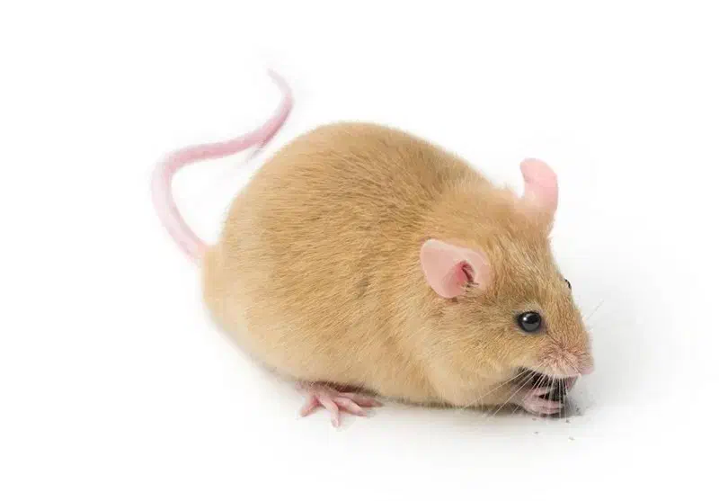 شرکت مبازره تخصصی با موش،(سمپاشی،سم پاشی)|خدمات نظافت|زاهدان, |دیوار