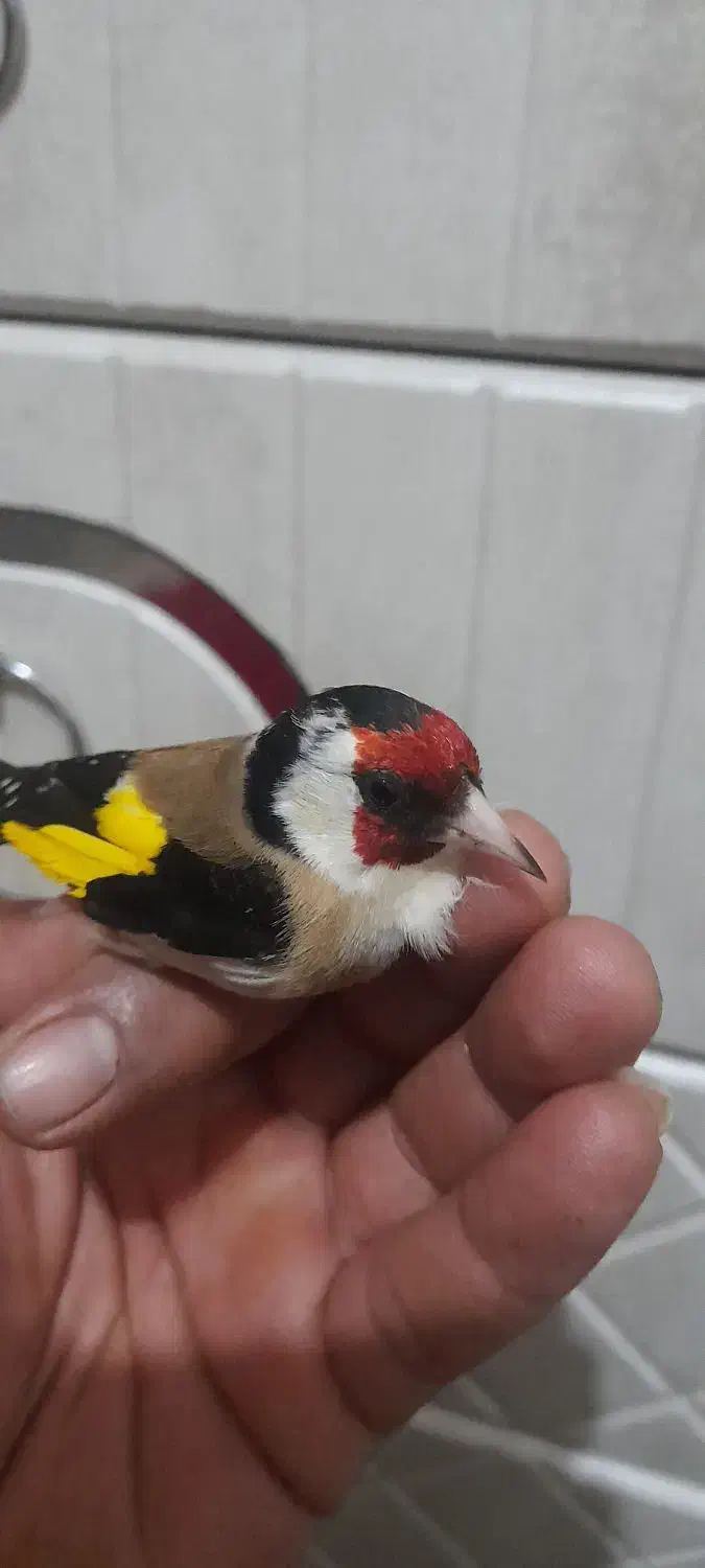 سهره|پرنده|دزفول, |دیوار