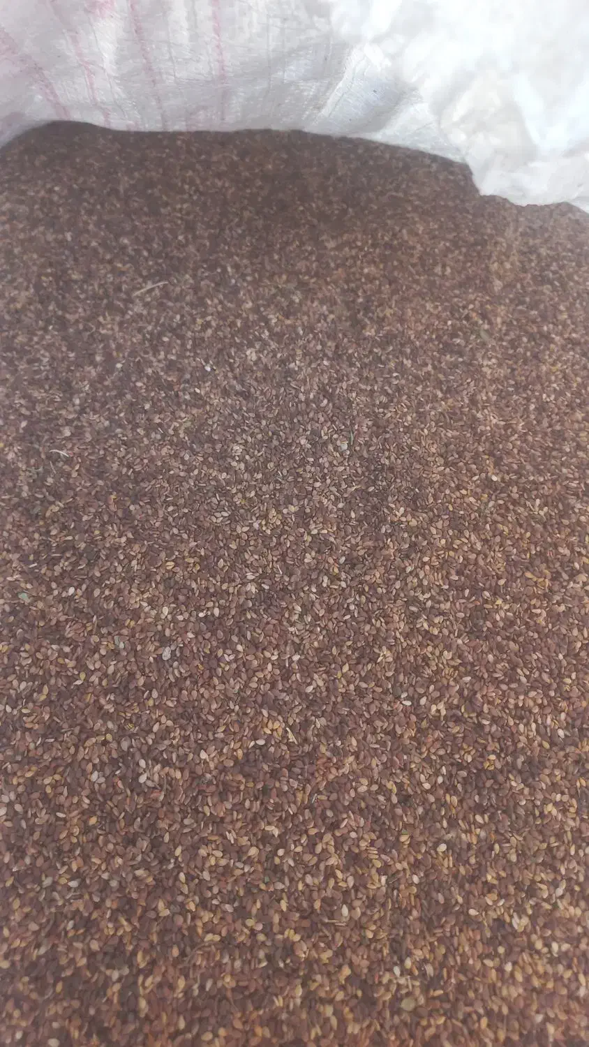 کنجد بوجاری شده فراشبند تمیز و شیرین|خوردنی و آشامیدنی|فراشبند, |دیوار