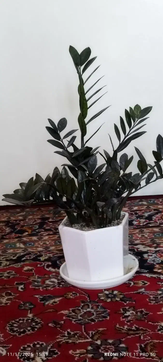 فروش گلهای آپارتمانی زاموفلیا|گل و گیاه طبیعی|تهران, دژکام|دیوار