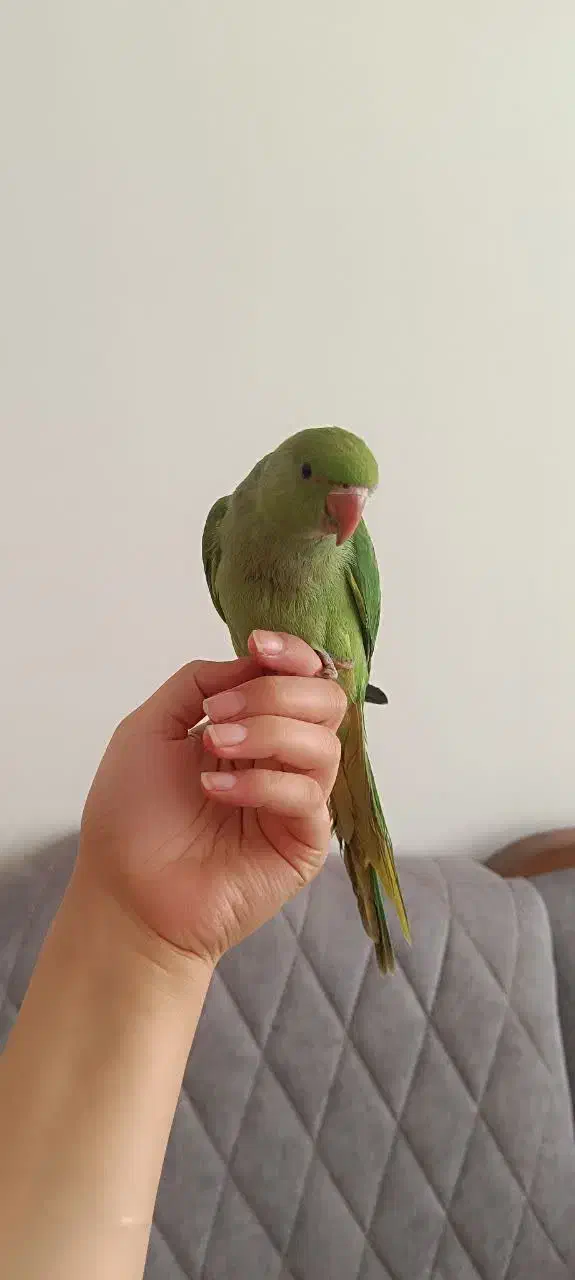 طوطی ملنگو|پرنده|مشهد, ویلاشهر|دیوار