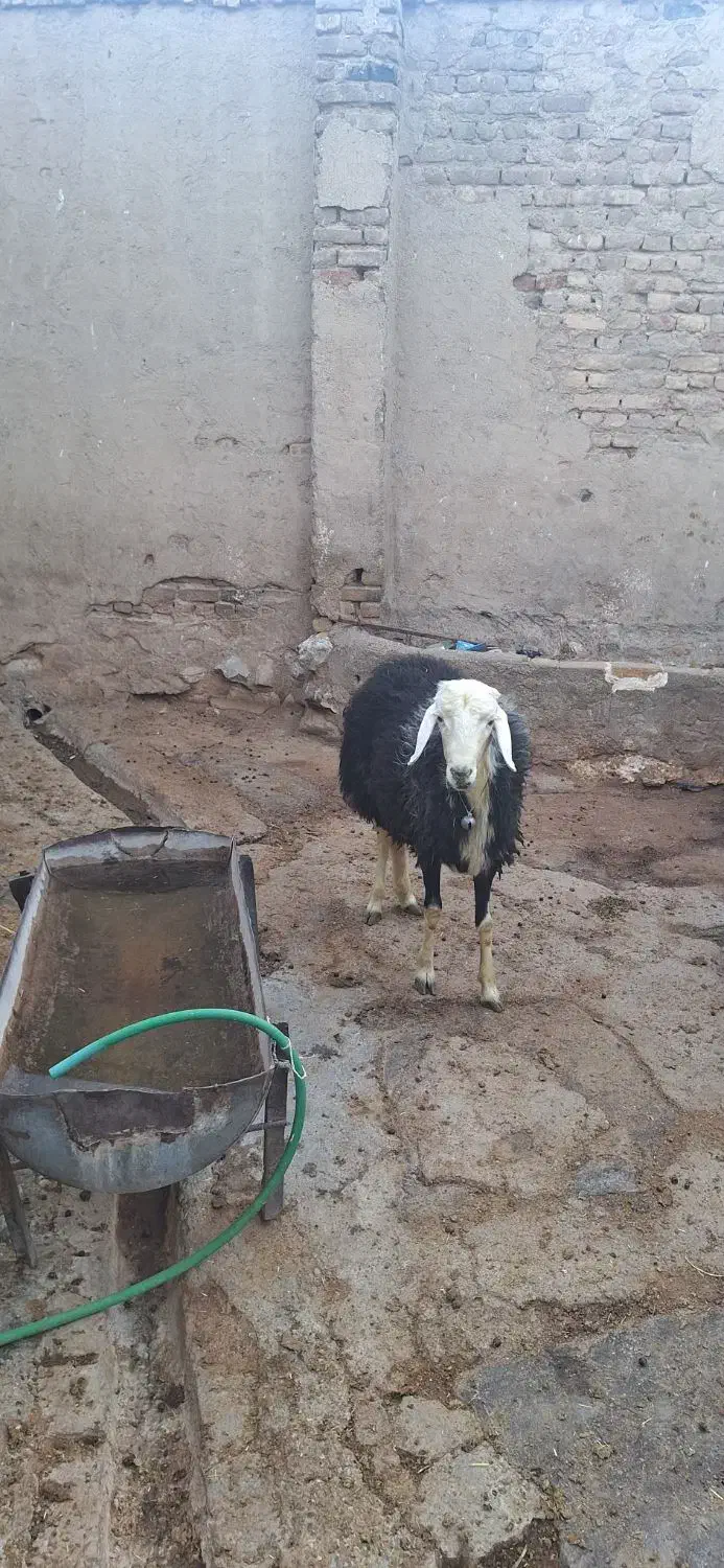 بره قوچ کله قارچی|حیوانات مزرعه|بروجرد, |دیوار