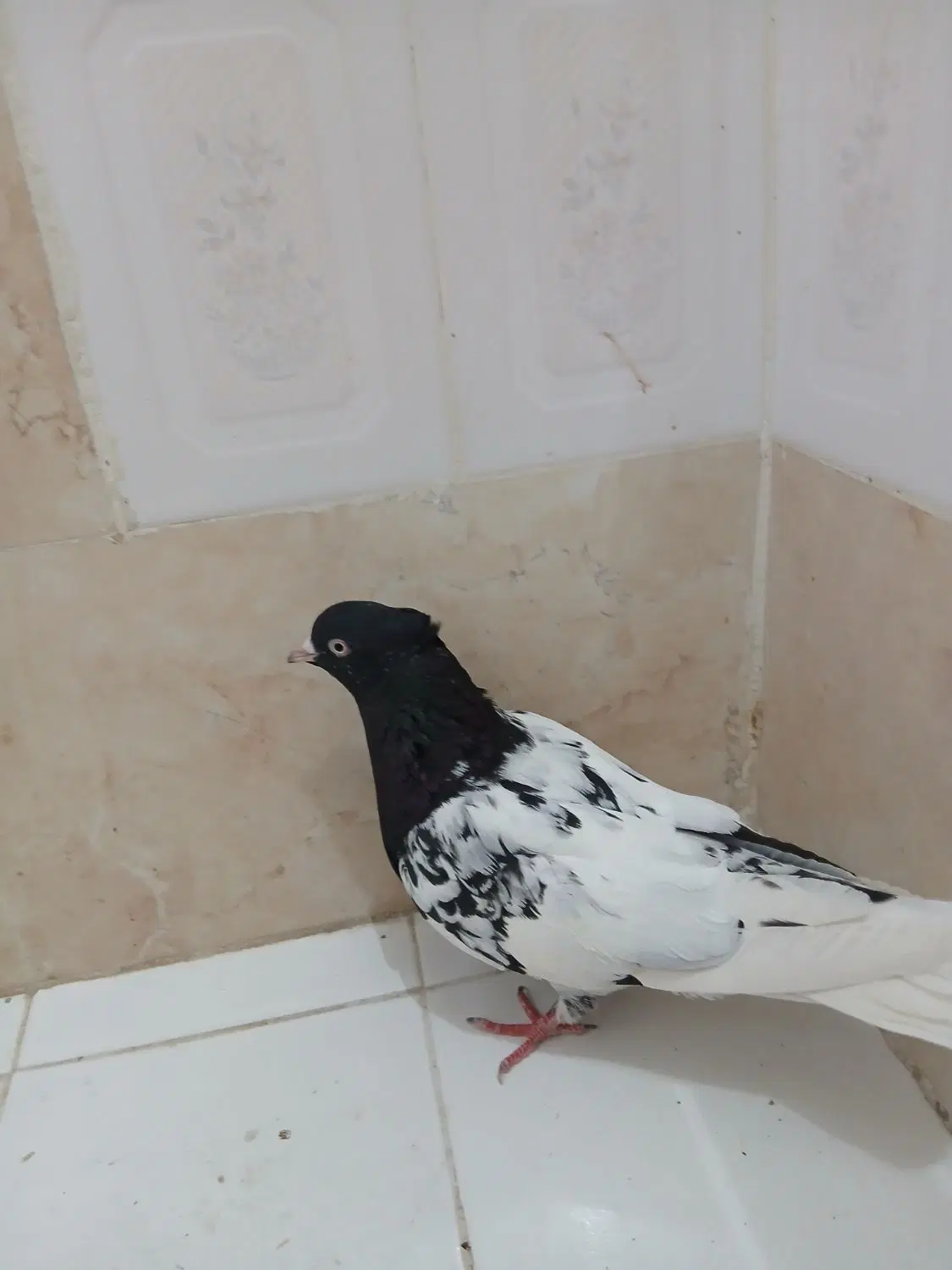 کفتر|پرنده|مشهد, فاطمیه|دیوار