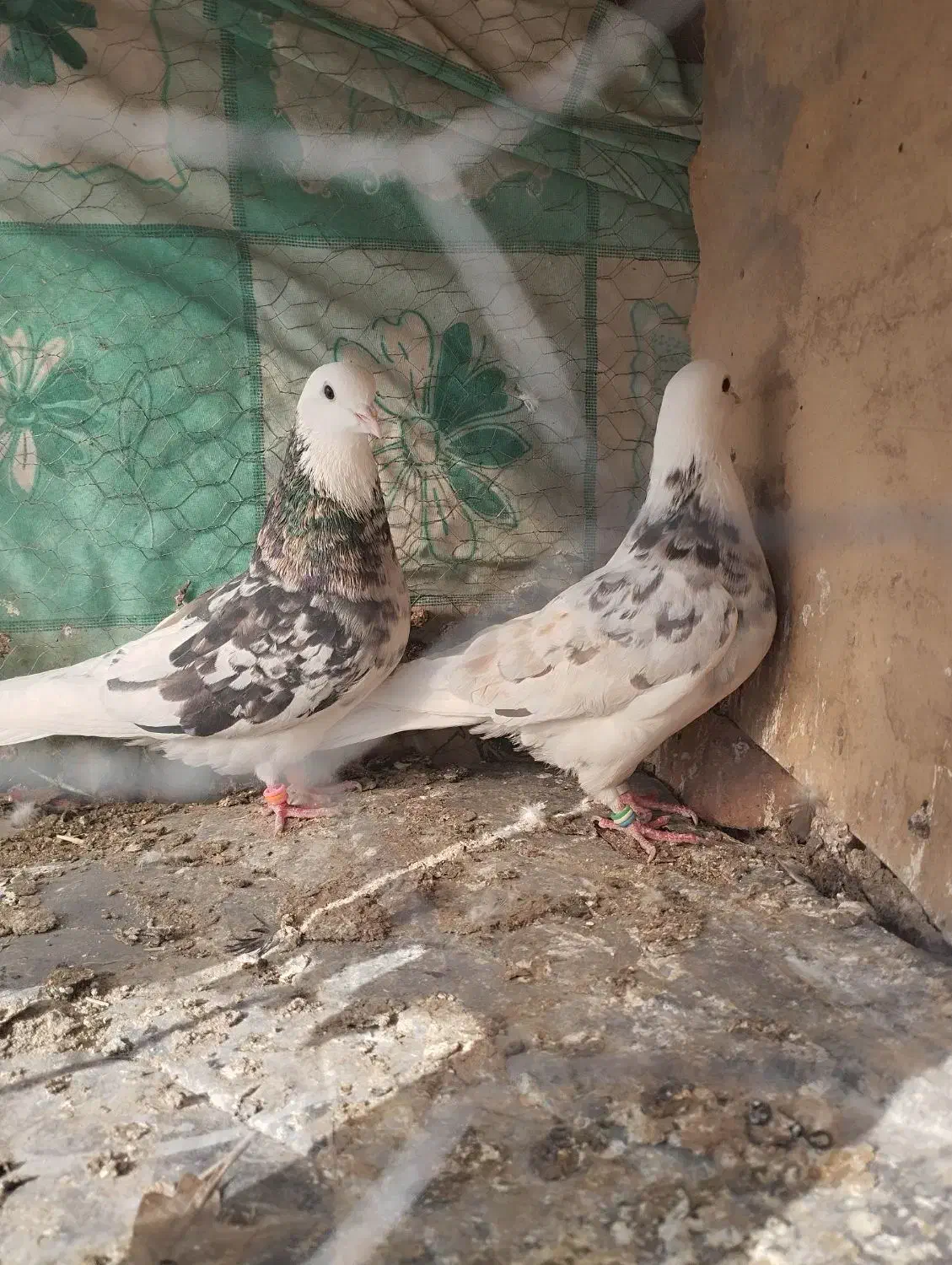 کبوتر|پرنده|بیرجند, |دیوار