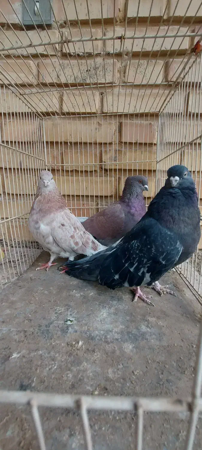 کفتر سرور و رنگی|پرنده|شاهرود, |دیوار