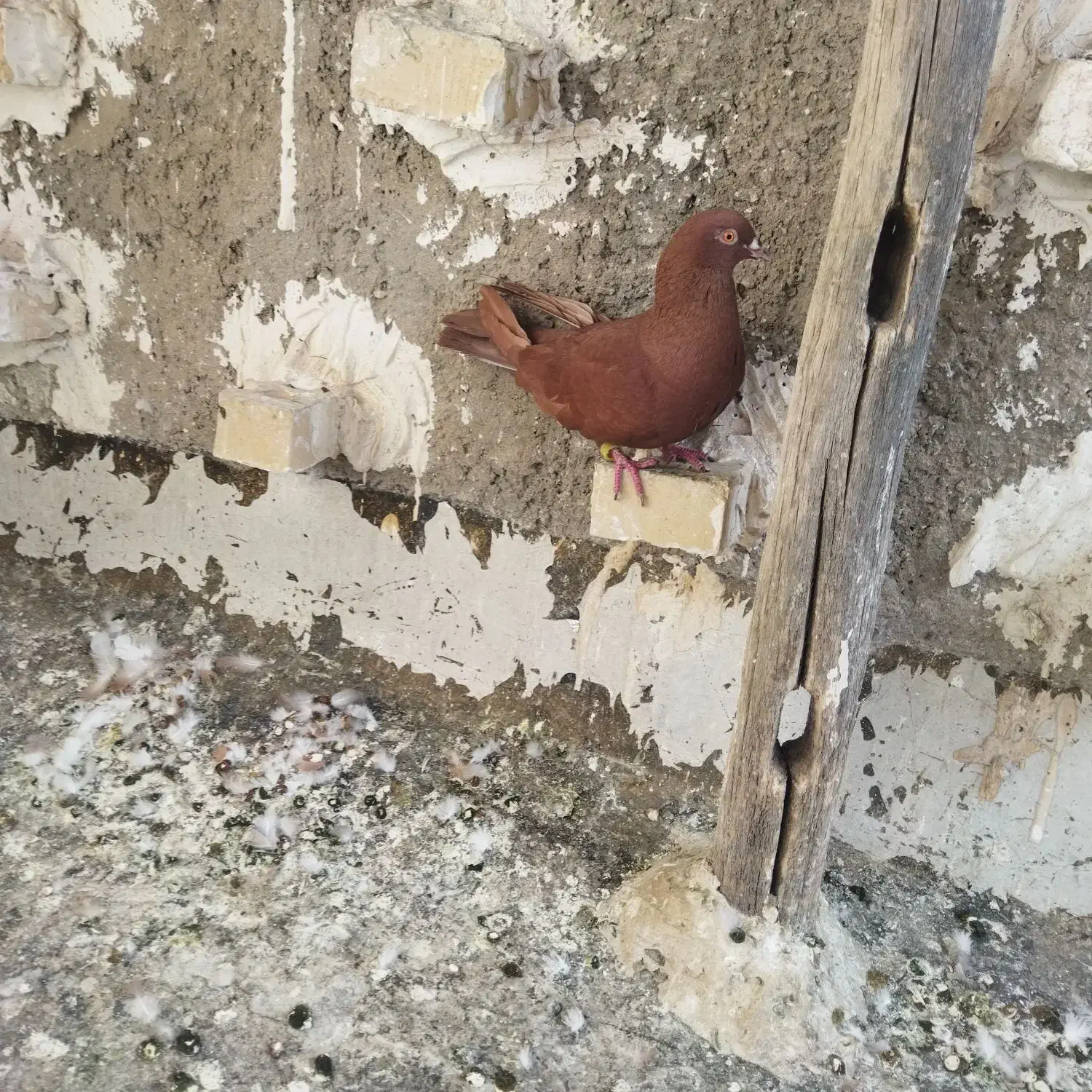 کفتر|پرنده|بروجرد, |دیوار