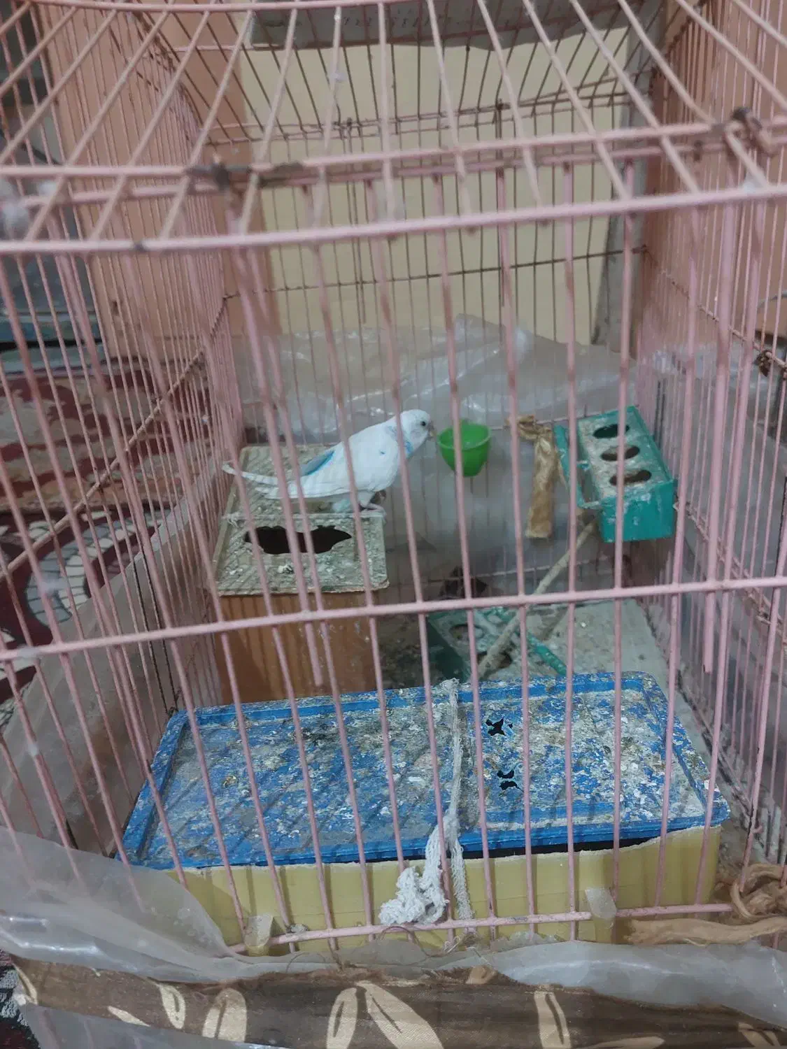 مرغ عشق|پرنده|زهک, |دیوار