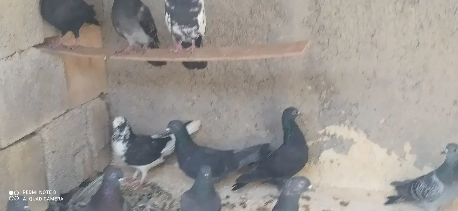 ده کبوتر خورموج|پرنده|خورموج, |دیوار