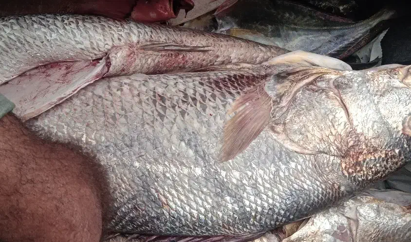 میش ماهی یا ماهی کر|ماهی|بند زرک, |دیوار