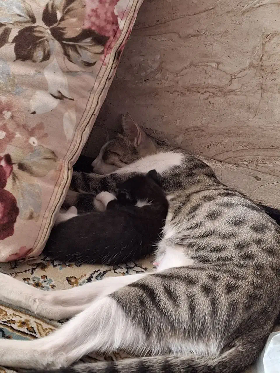 گربه گمشده|حیوانات|ورامین, شهرک فاطمیه|دیوار