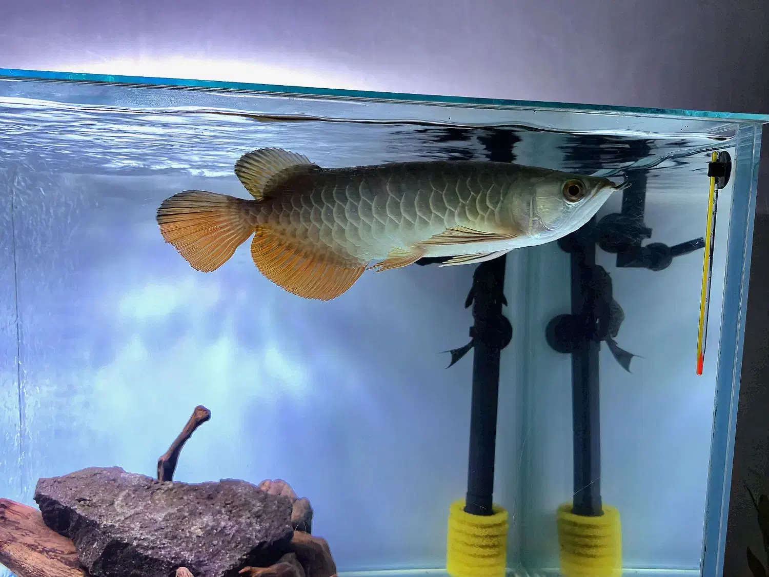 آروانا گلدن ردتیل|ماهی|کهریزک, |دیوار