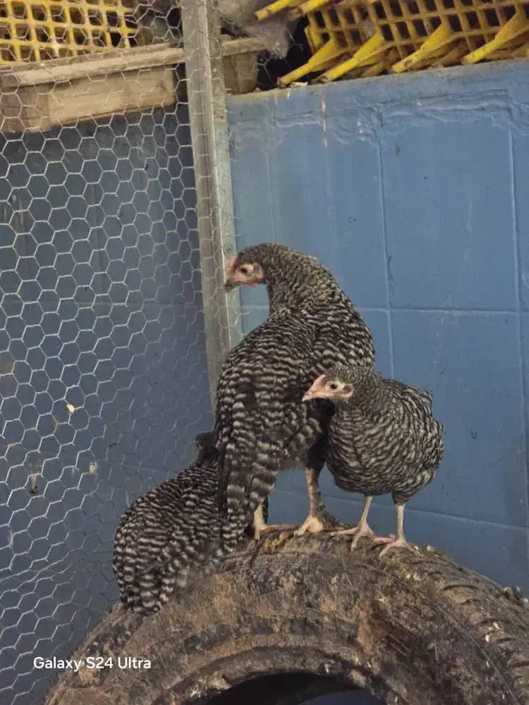 مرغ و خروس آمورک|حیوانات مزرعه|شیراز, میانرود|دیوار