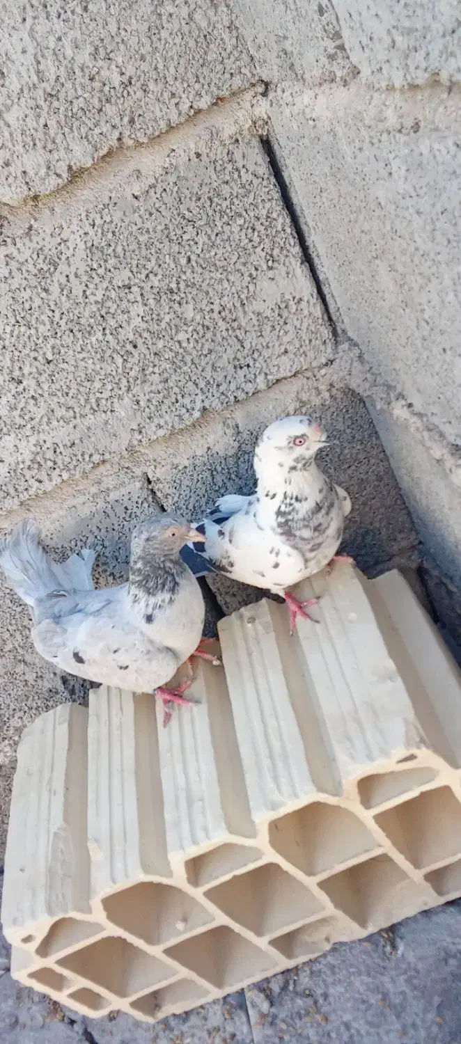 جیرفت روستا|پرنده|جیرفت, |دیوار