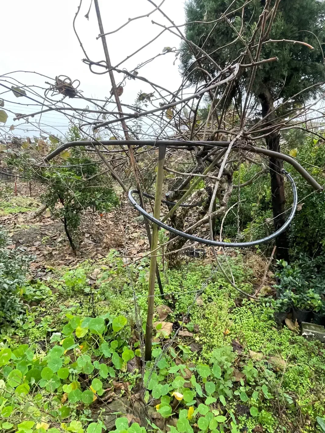 فروش تیر کیوی|ابزارآلات|کلاچای, |دیوار