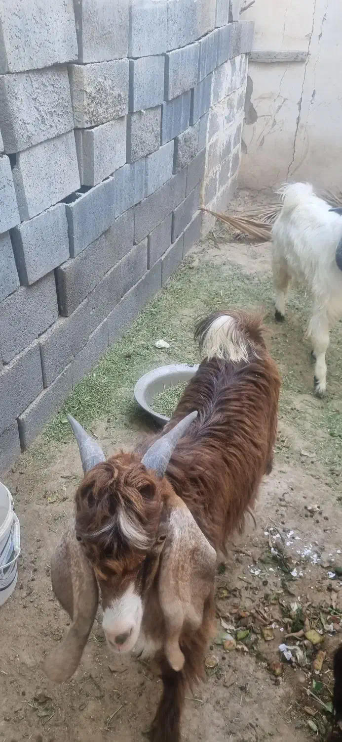 کهره نر|حیوانات مزرعه|علامرودشت, |دیوار