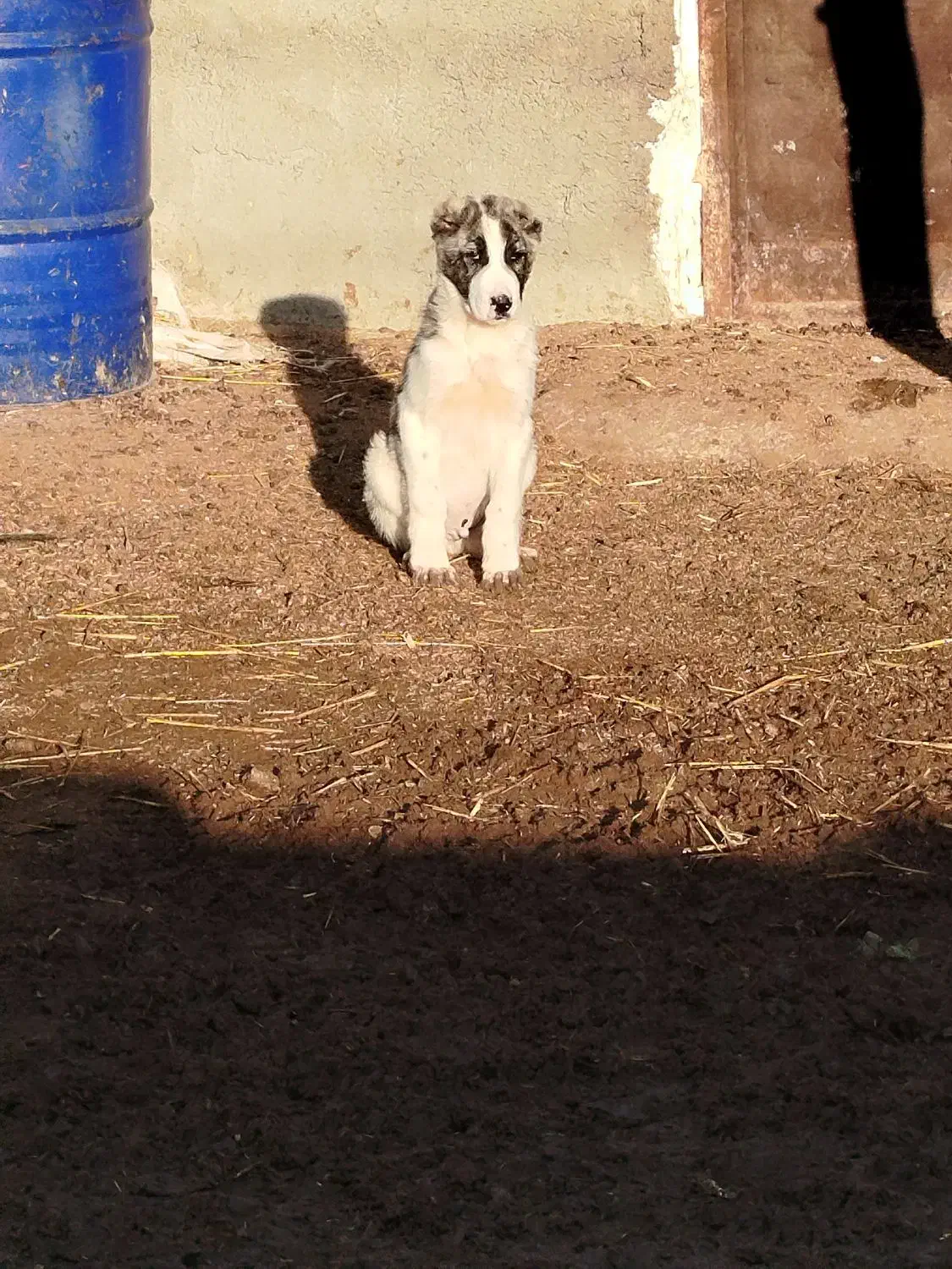 آلابای نر ۳ ماهه|سگ|انبارآلوم, |دیوار