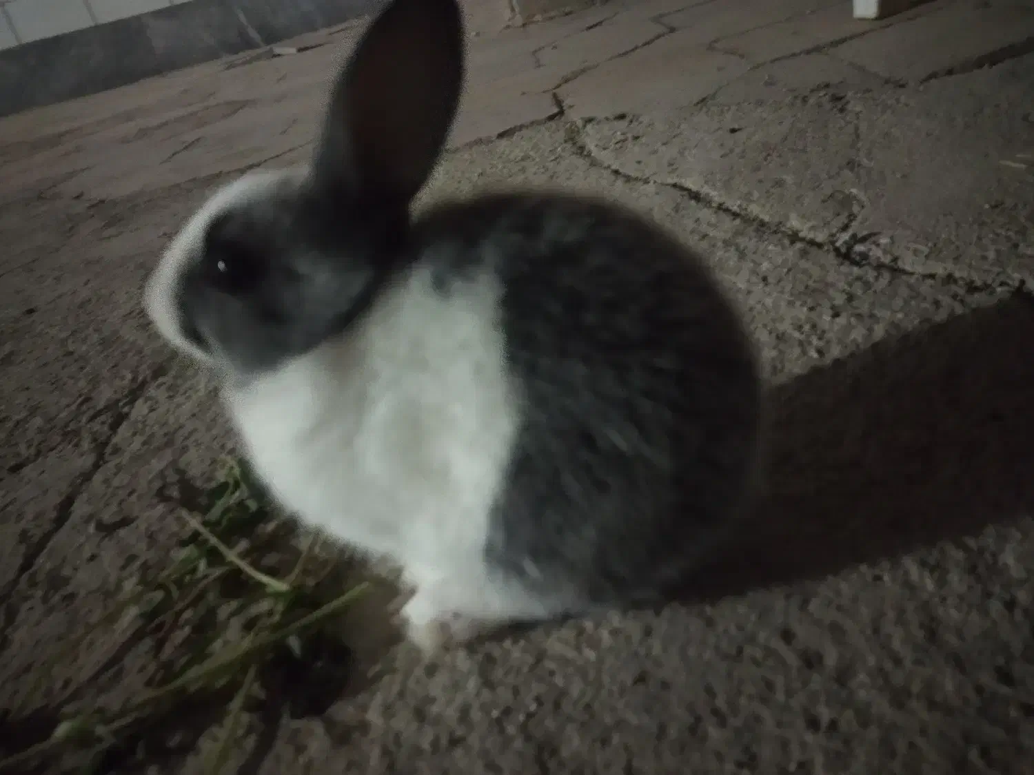 واگذاری بچه خرگوش|موش و خرگوش|لامرد, |دیوار