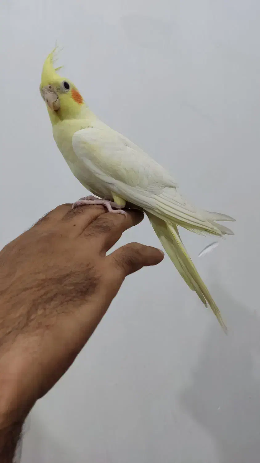 عروس هلندی|پرنده|کردکوی, |دیوار