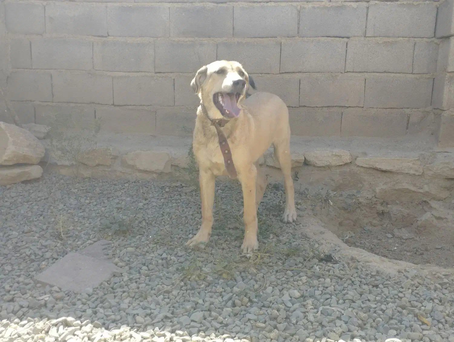 سلام توله ماده6ماحه پژدرتوله تبر قهرمان وحیدعباسی|سگ|همدان, |دیوار