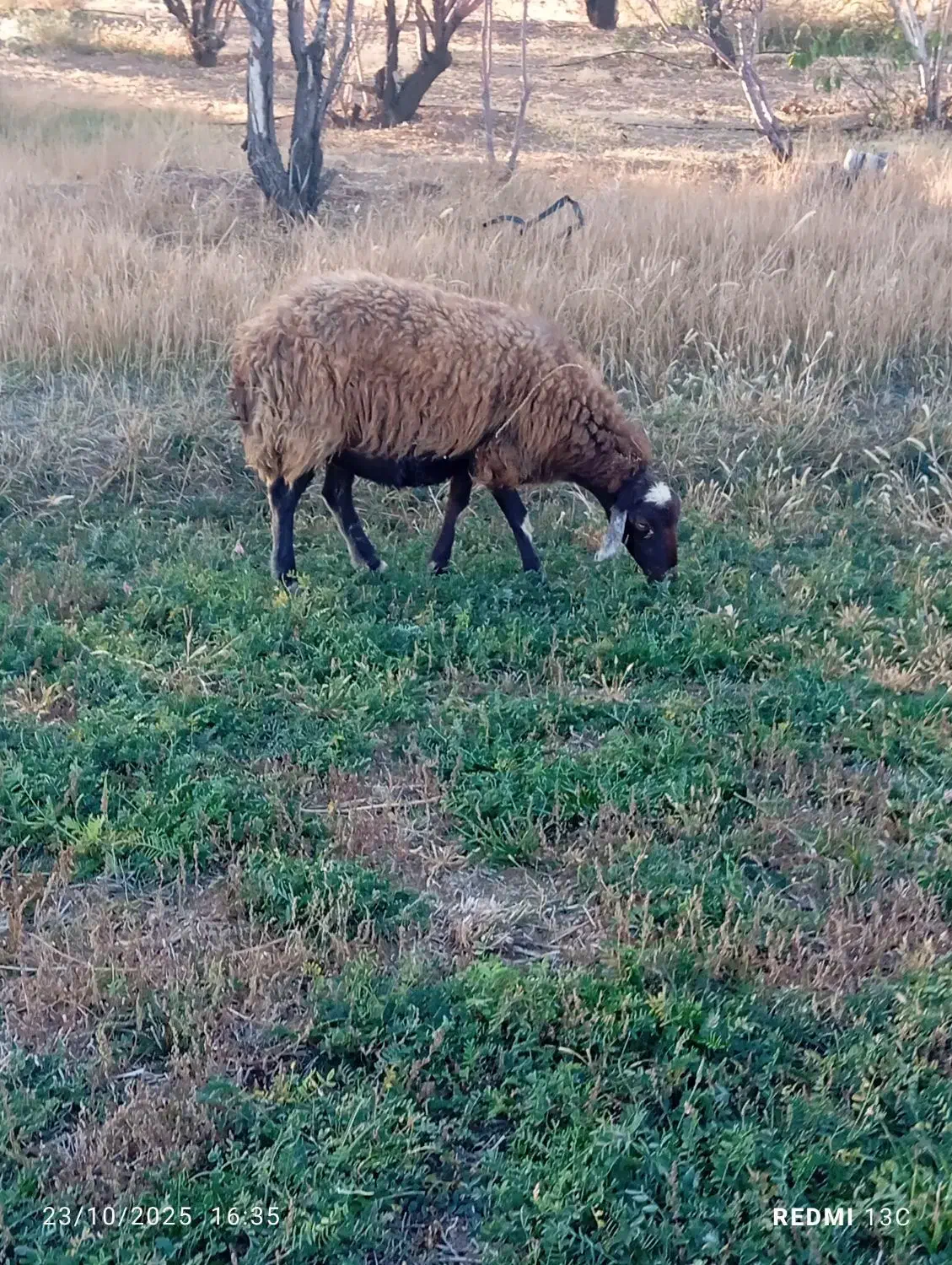 دو راس میش جوان و آبستن|حیوانات مزرعه|شیدا, |دیوار