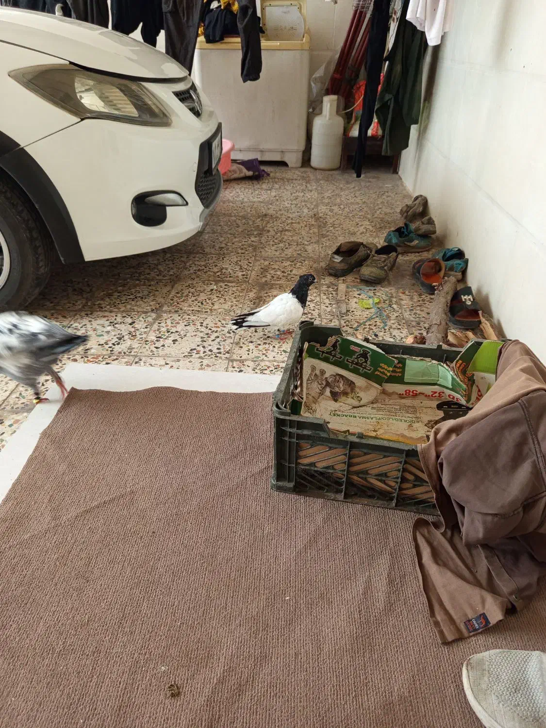 کله ای|حیوانات|اندیمشک, |دیوار