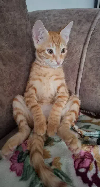 حیوان خانگی|گربه|رشت, سلیمانداراب|دیوار